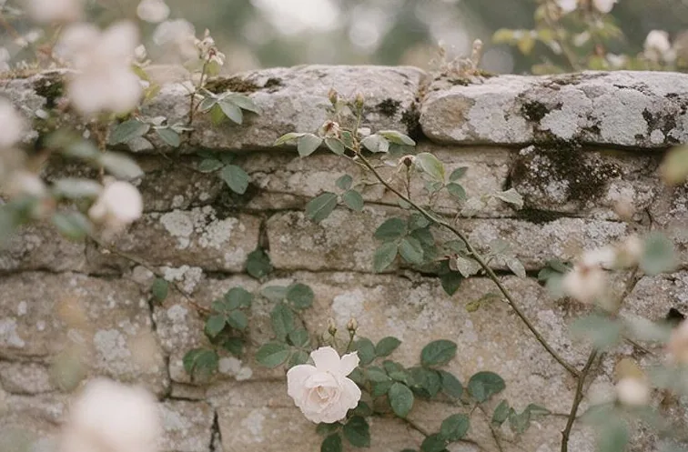 Pale climbing roses on an old stone garden wall